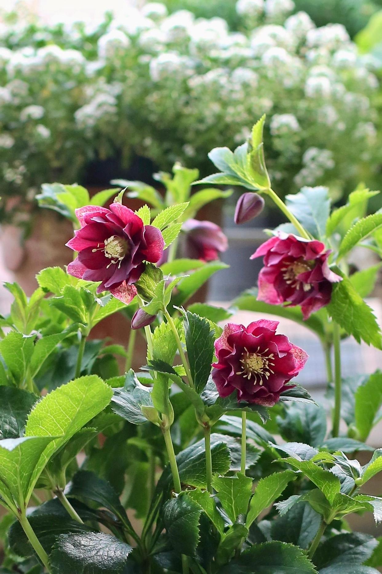 铁筷子(helleborus thibetanus franch.