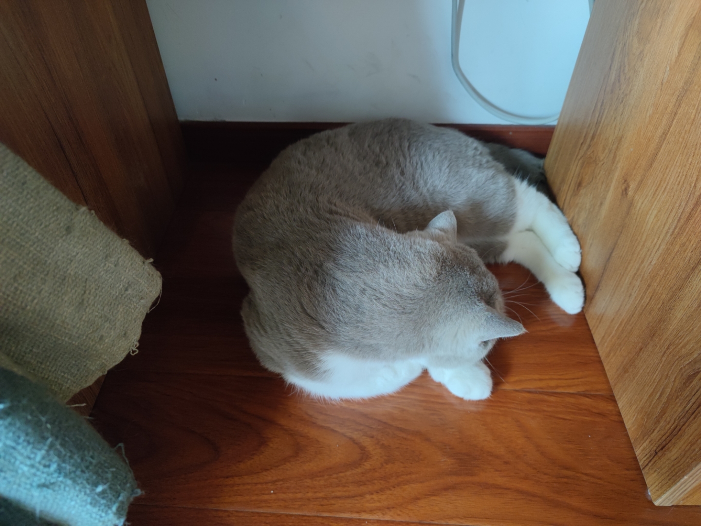 我家大猫性格比较沉稳,一脸老成,除了吃饭很少跟我们互动.