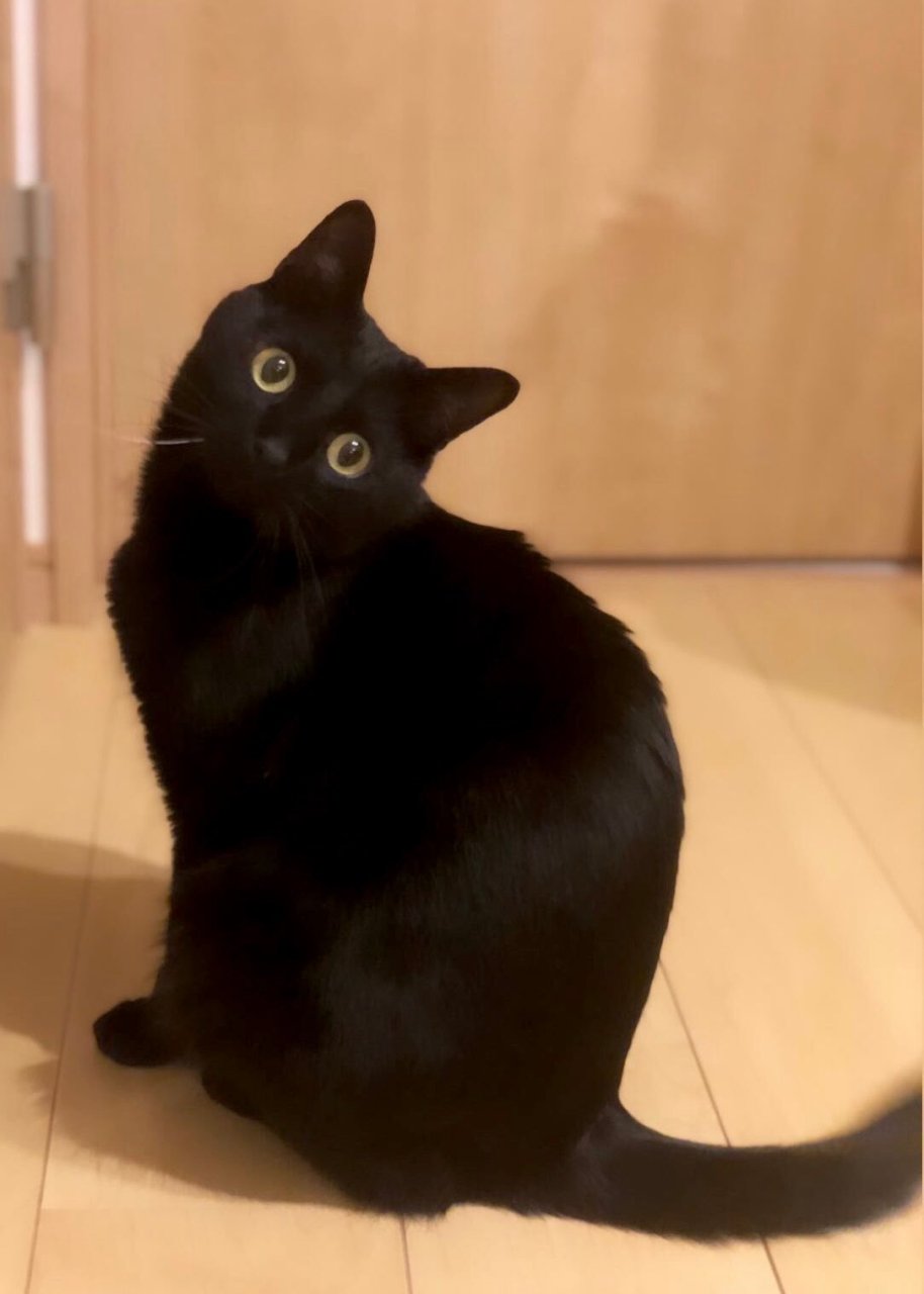 纯黑猫猫～[爱你]