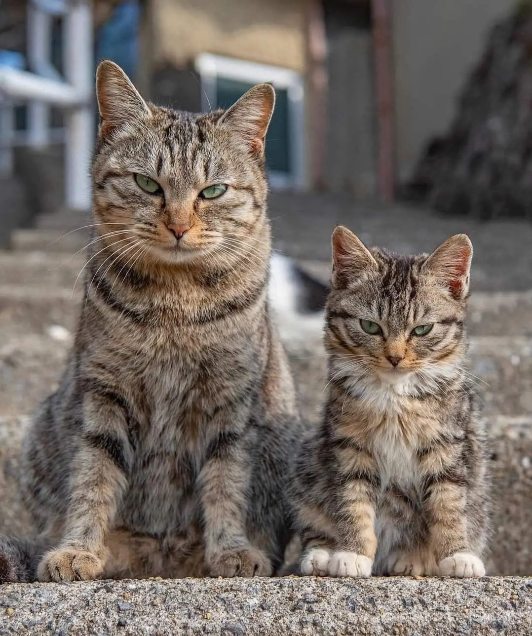 霸气的猫眼神图片