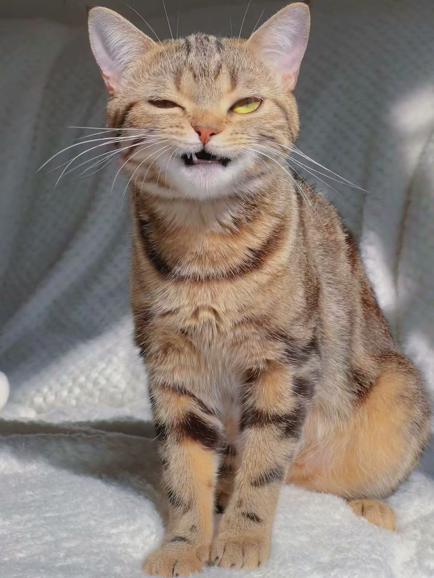 伸手不打笑脸猫,挑衅[喵喵]#猫咪