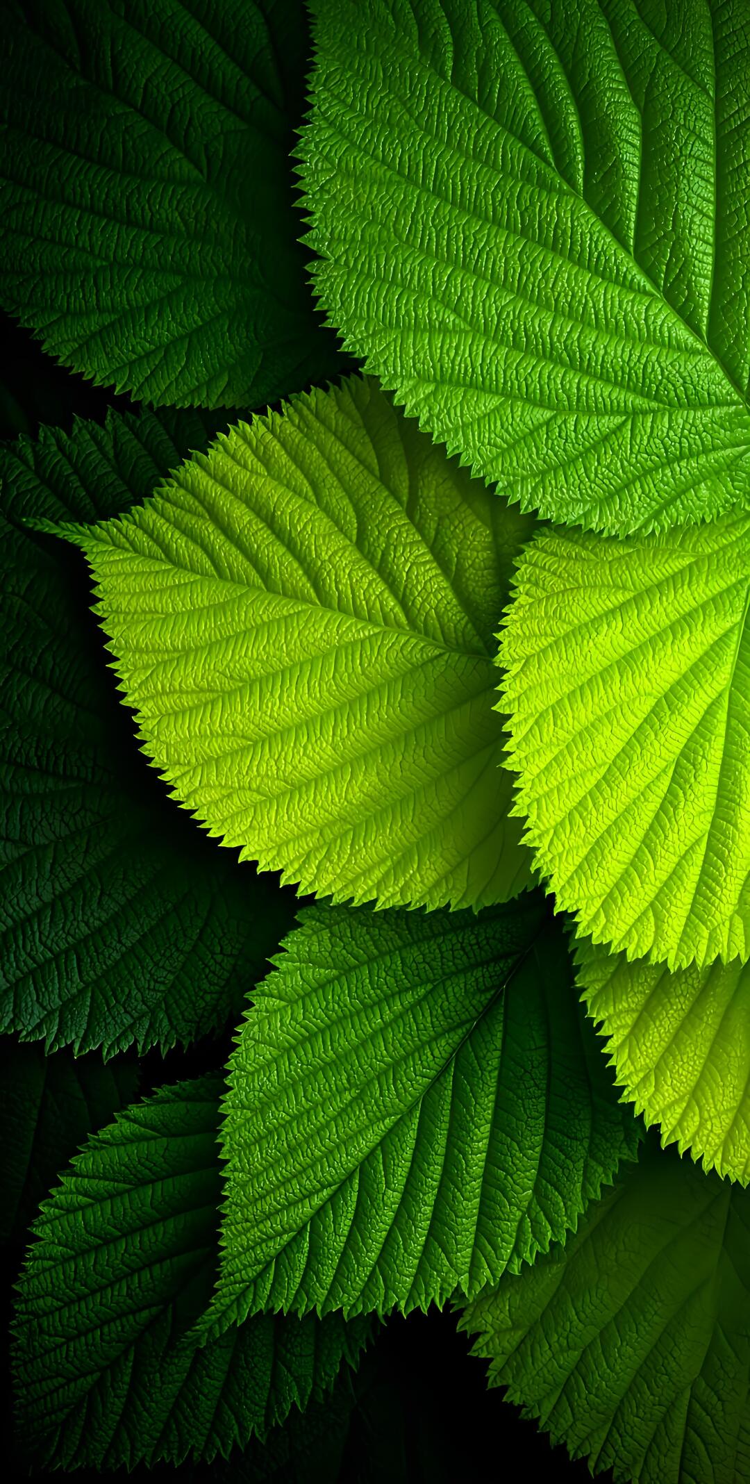 绿色树叶壁纸