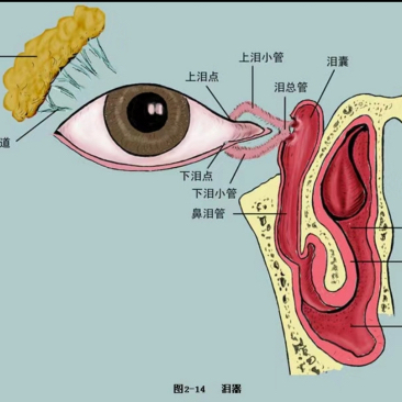 泪小管狭窄按摩手法图片