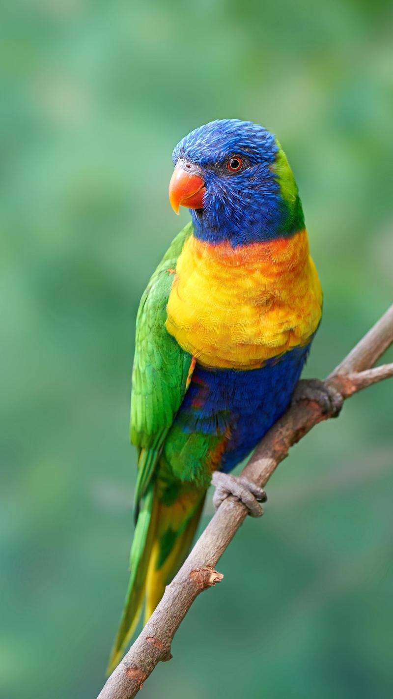 哇,这只彩色鹦鹉停在树枝上,真是个美丽的景象!