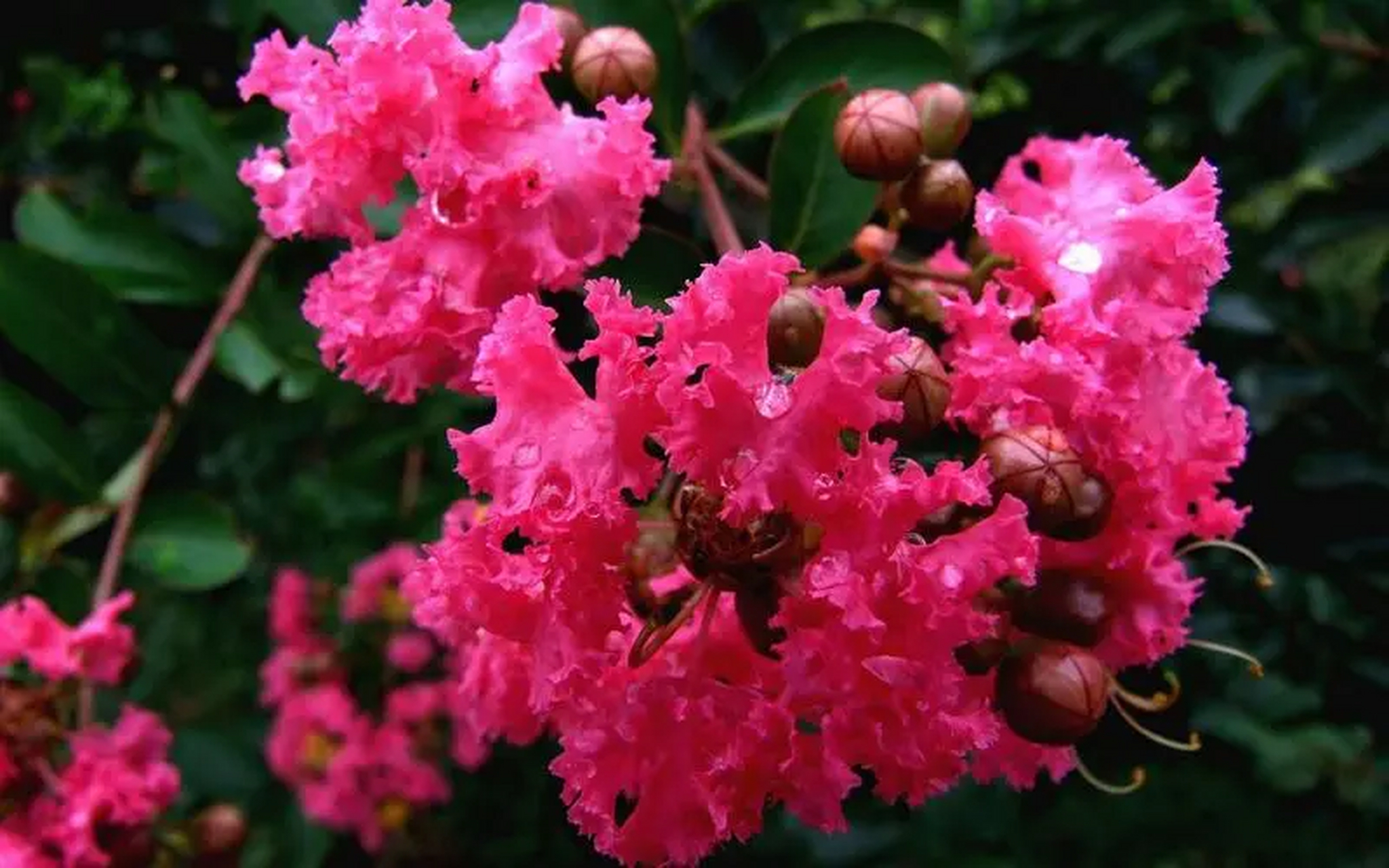 紫薇花语寓意女性,好运,和平与沉迷的爱,仿佛在诉说着每一个生活中的