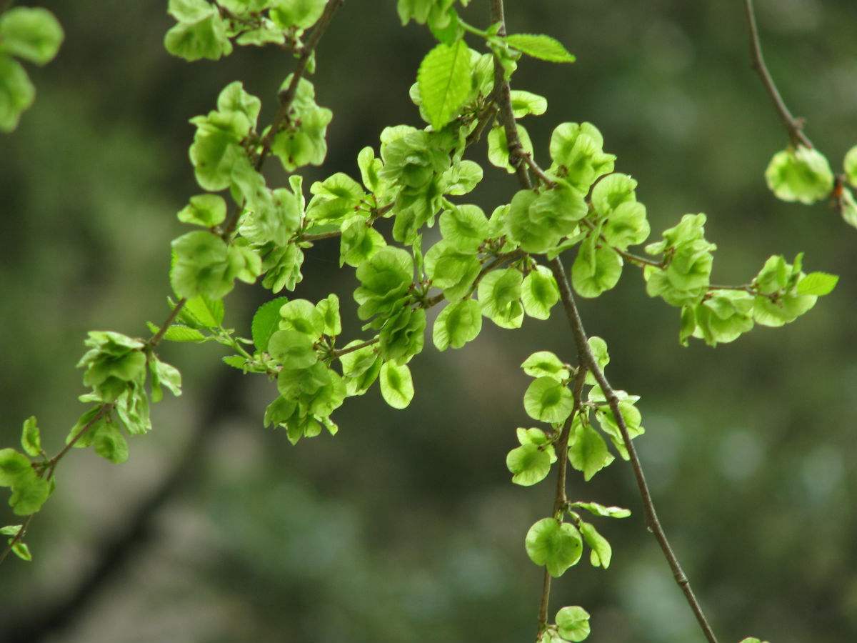 娱联乐对# 上联:榆钱串起幼年忆(腾讯新闻之风平浪静) 下联:桂兔腾来