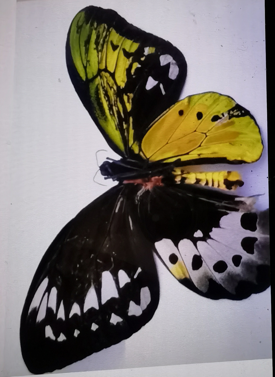 世界上确实存在雌雄同体的蝴蝶,例如皇蛾阴阳蝶.