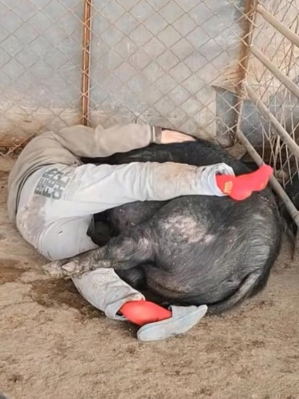 回到家里,抱着母猪就睡着了,摸摸它身上你穿的毛皮衣服,乳头怎么会变