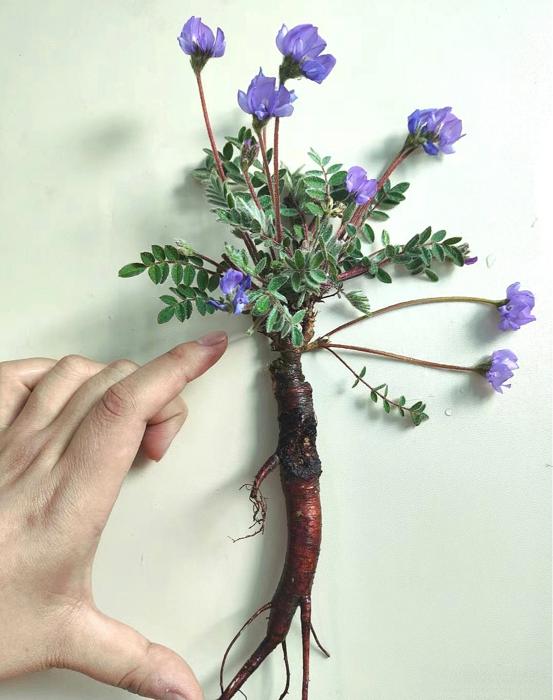 这不会也是人参吧?是品种不同吗?