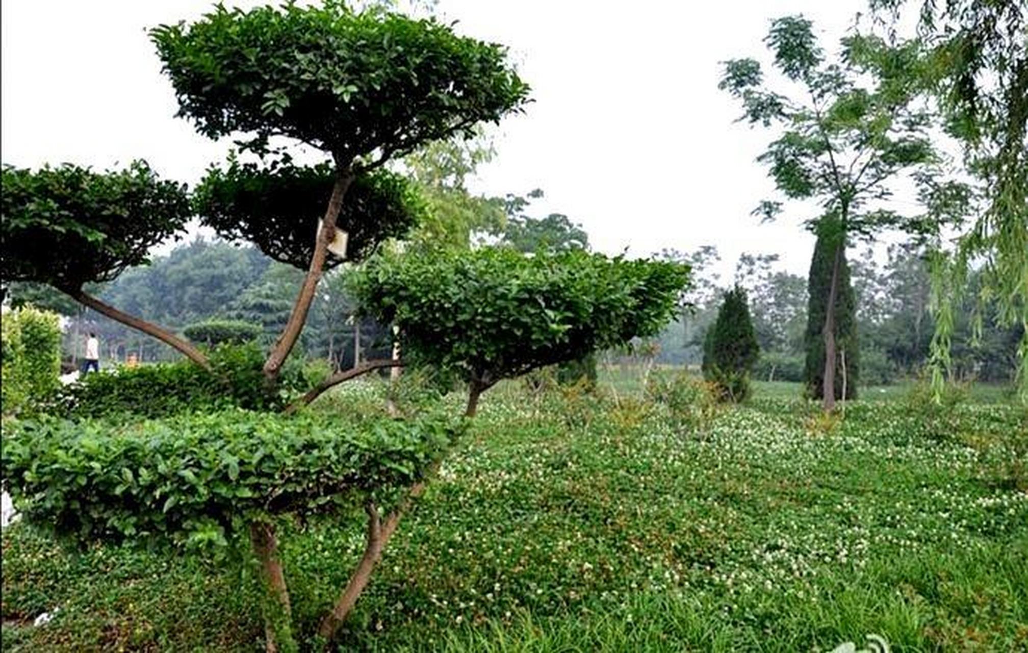 [鲜花]河南省安阳易园[鲜花]         安阳易园占地面积32.