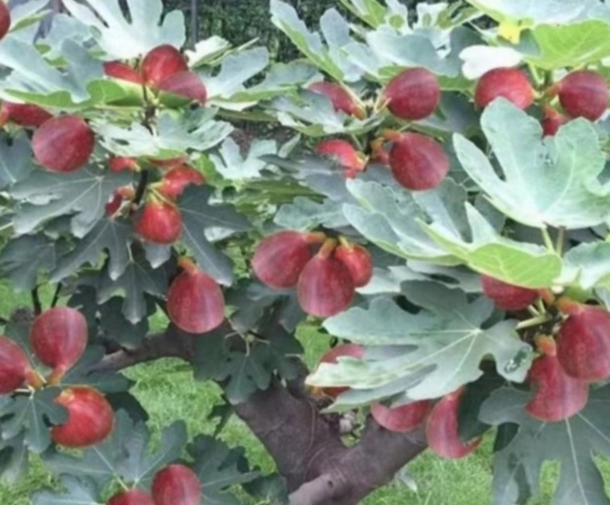瞧这棵无花果树,真是大丰收啊!树上挂满了红通通的无花果.有吃的吗?