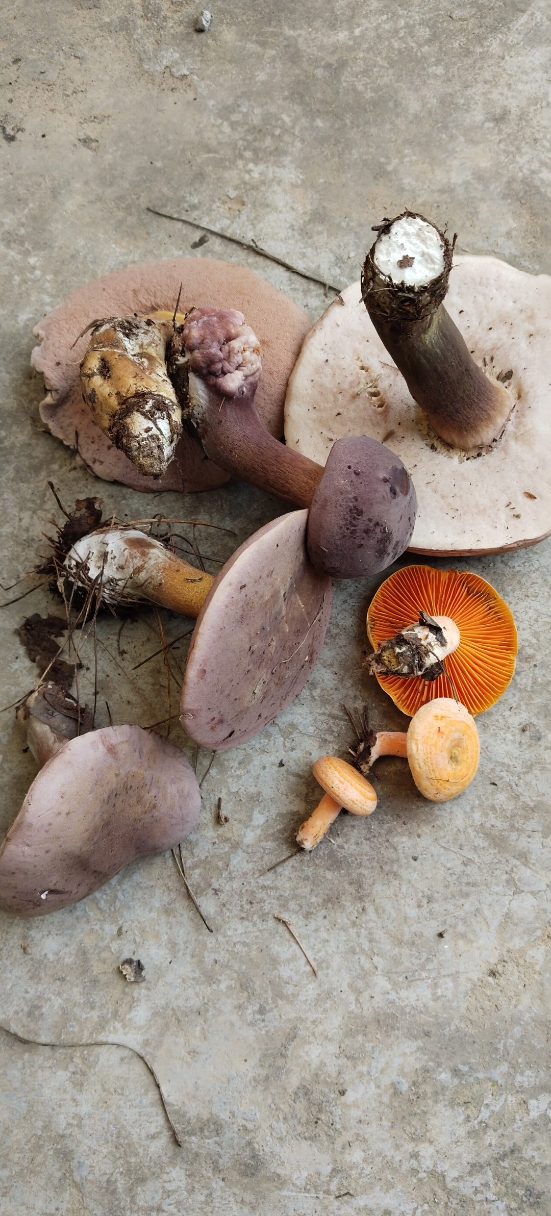 听老人说叫牛腿菌,可以吃的,是不是哦?大家有见过吃过吗?