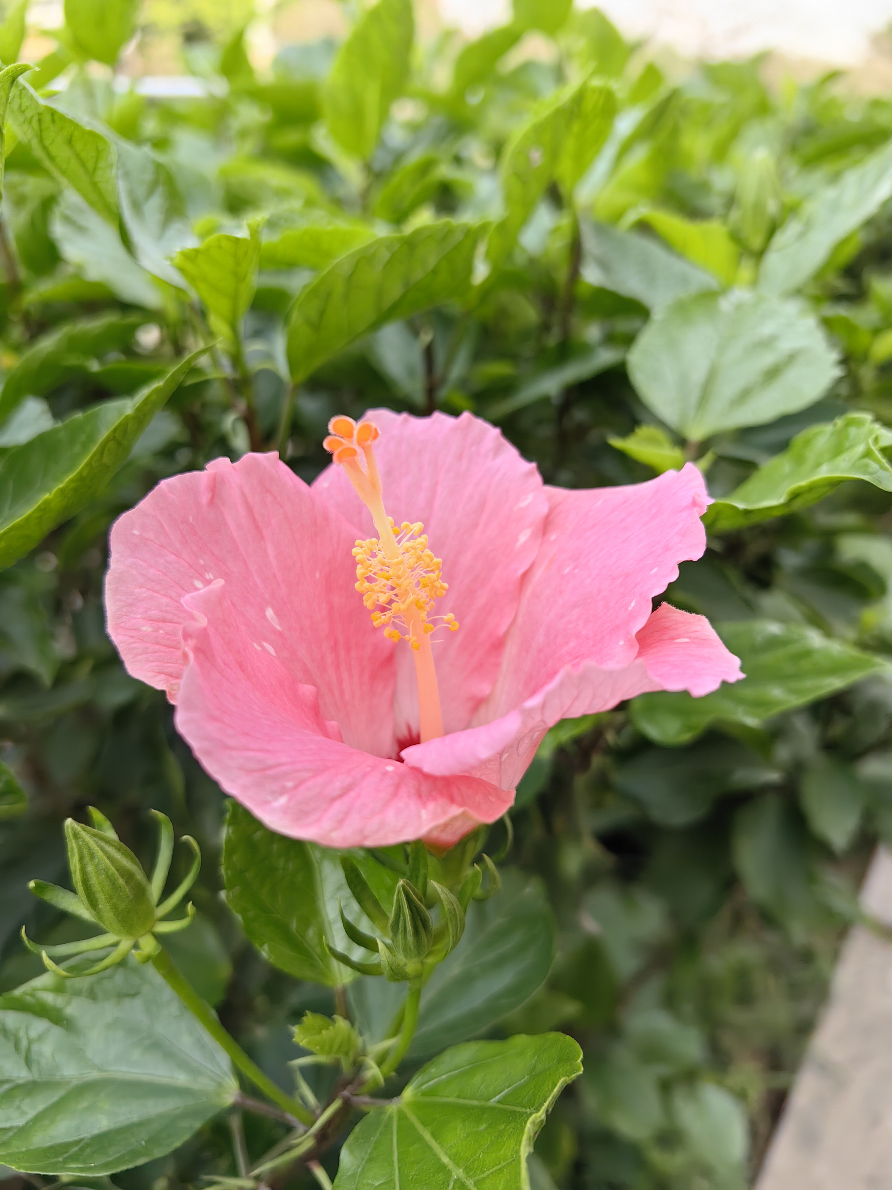 随手拍春天#  春天的花94草树木