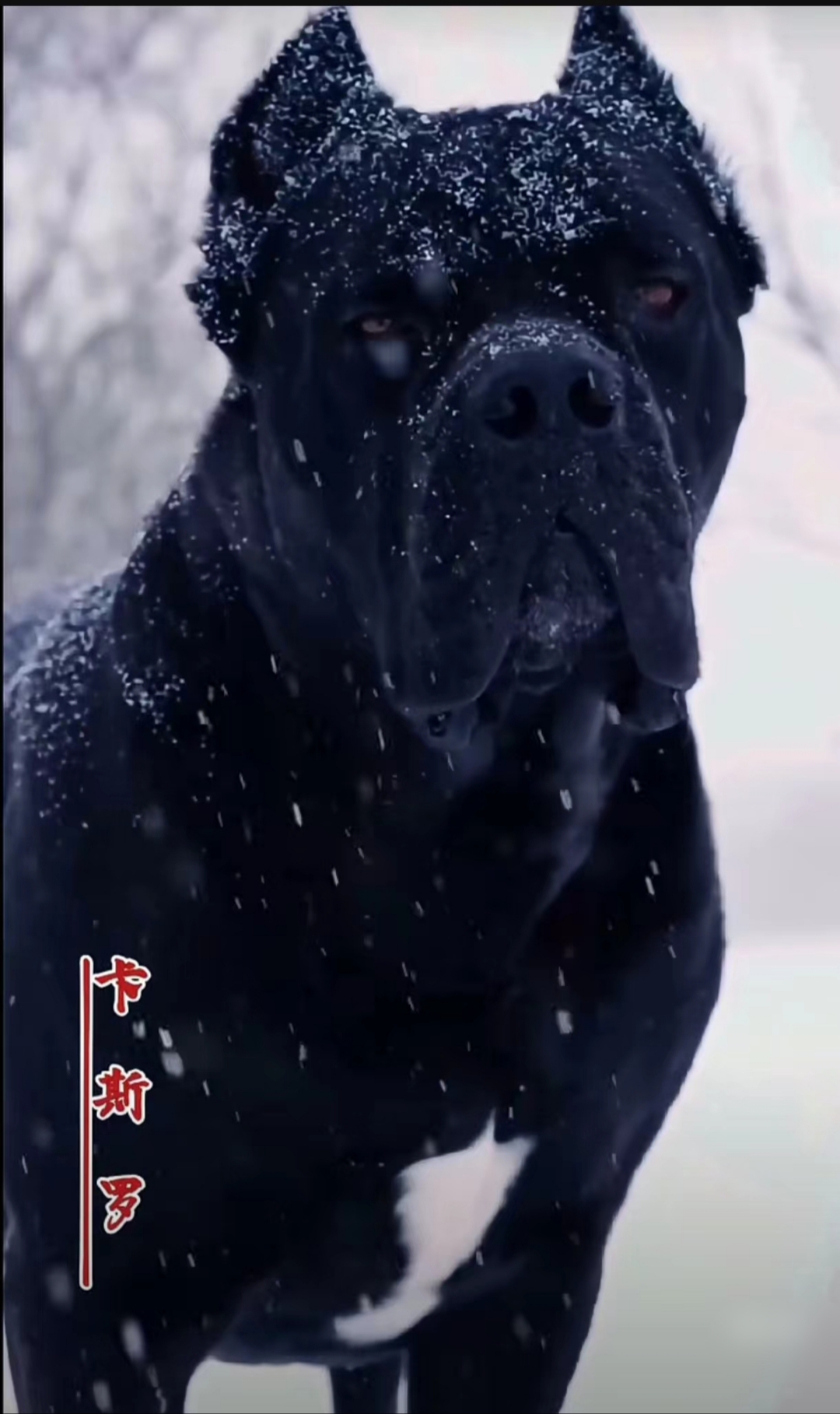 9815  93一眼就被这短毛竖耳的大块头吸引,原来是卡斯罗犬!