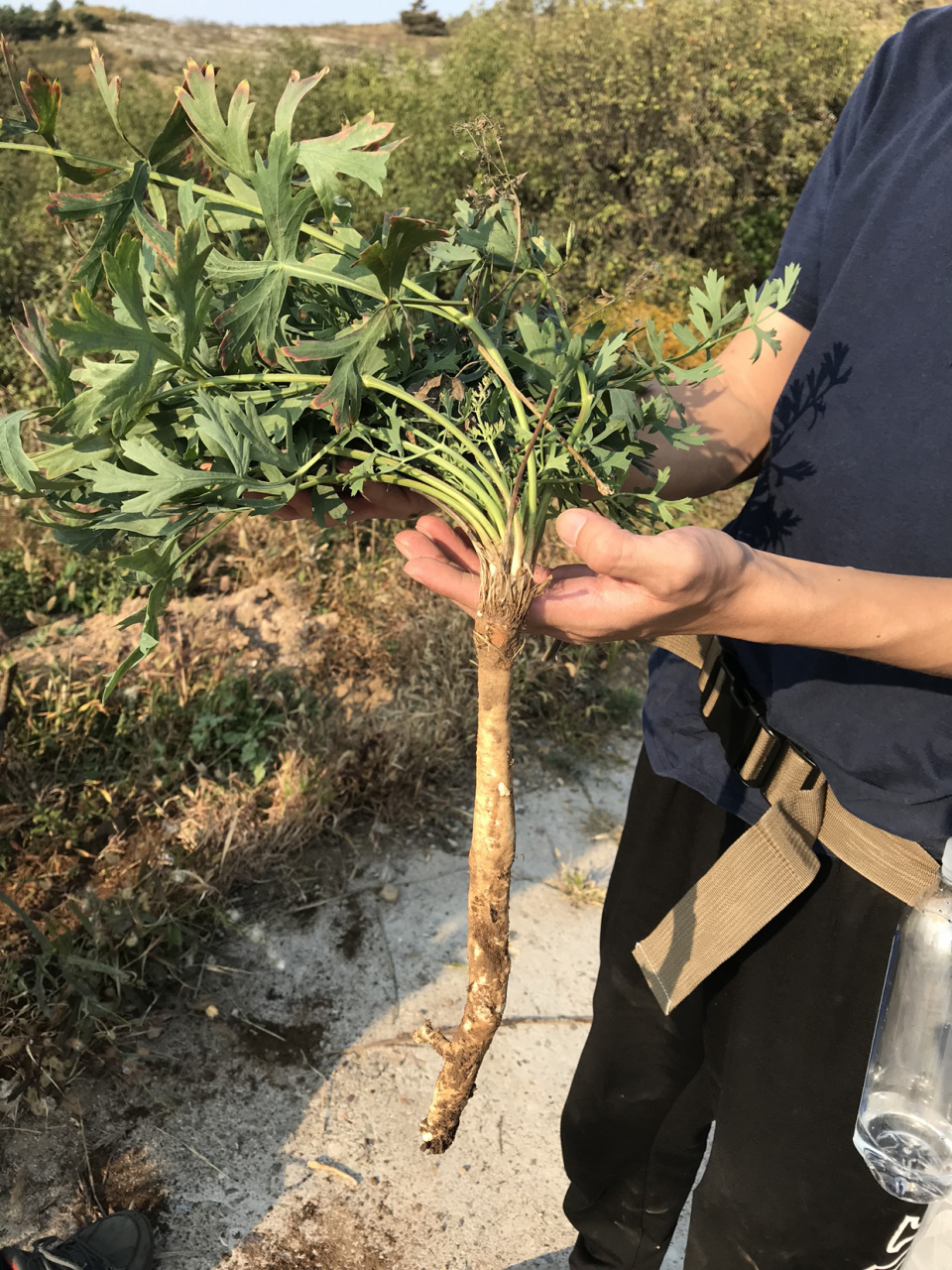 发现一棵大的野生防风