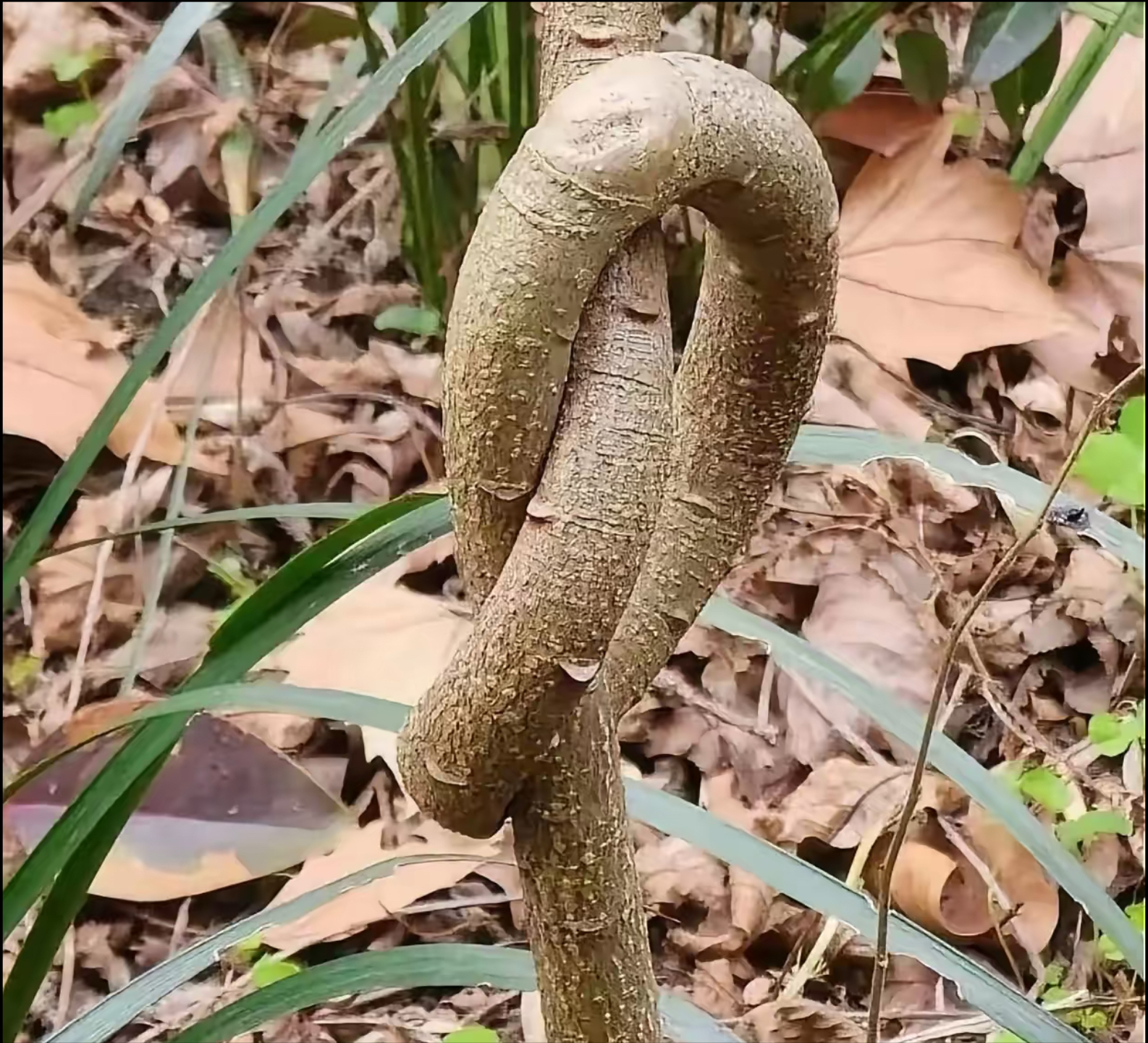 弯弯绕绕的动物图片图片