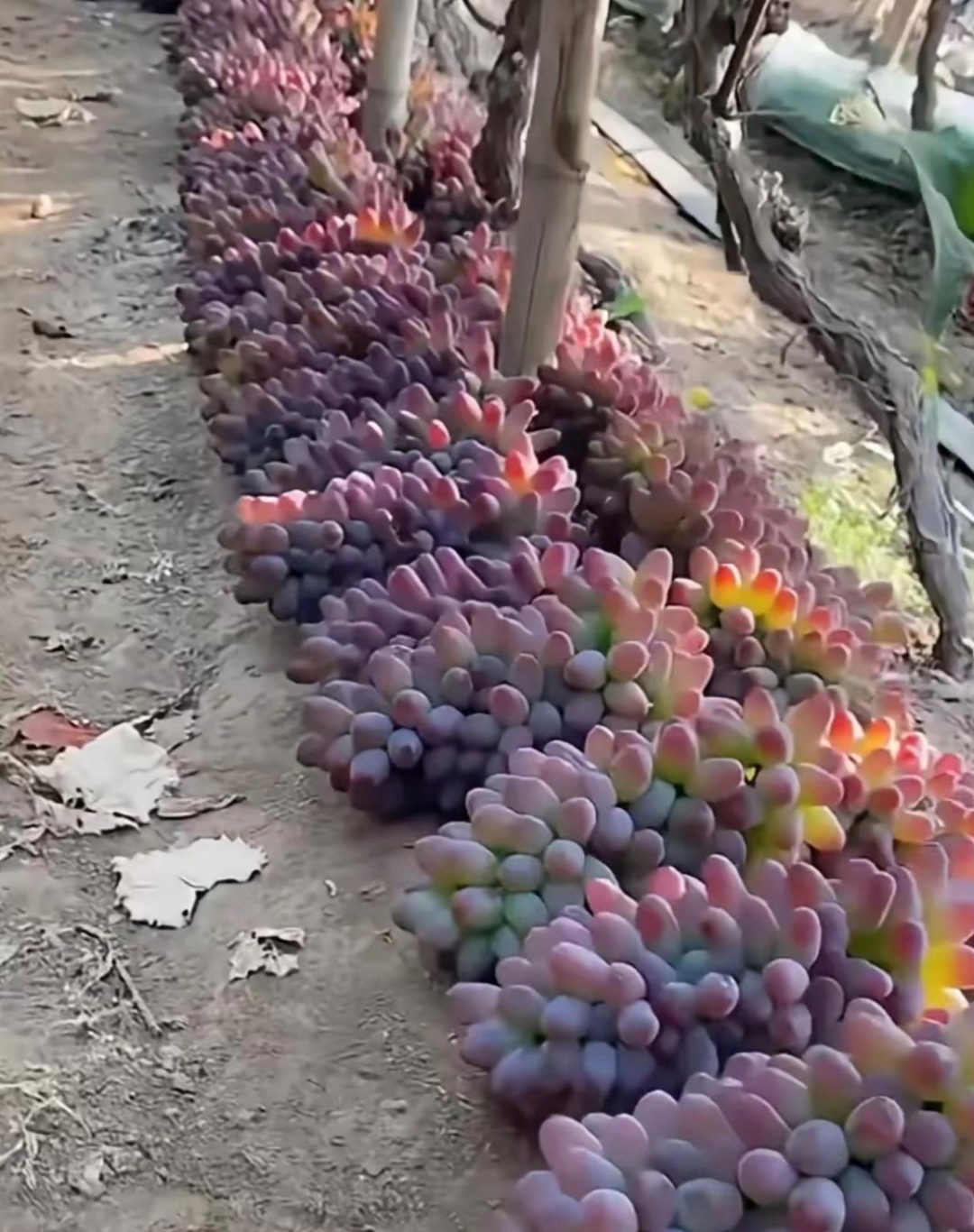 葡萄不是挂在葡萄藤上的吗?