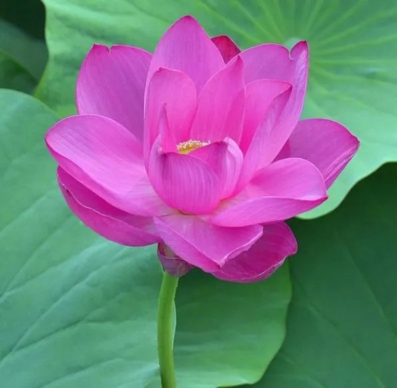 有时候,我多么希望能有一双睿智的眼睛能够看穿我,能够明白了解我的