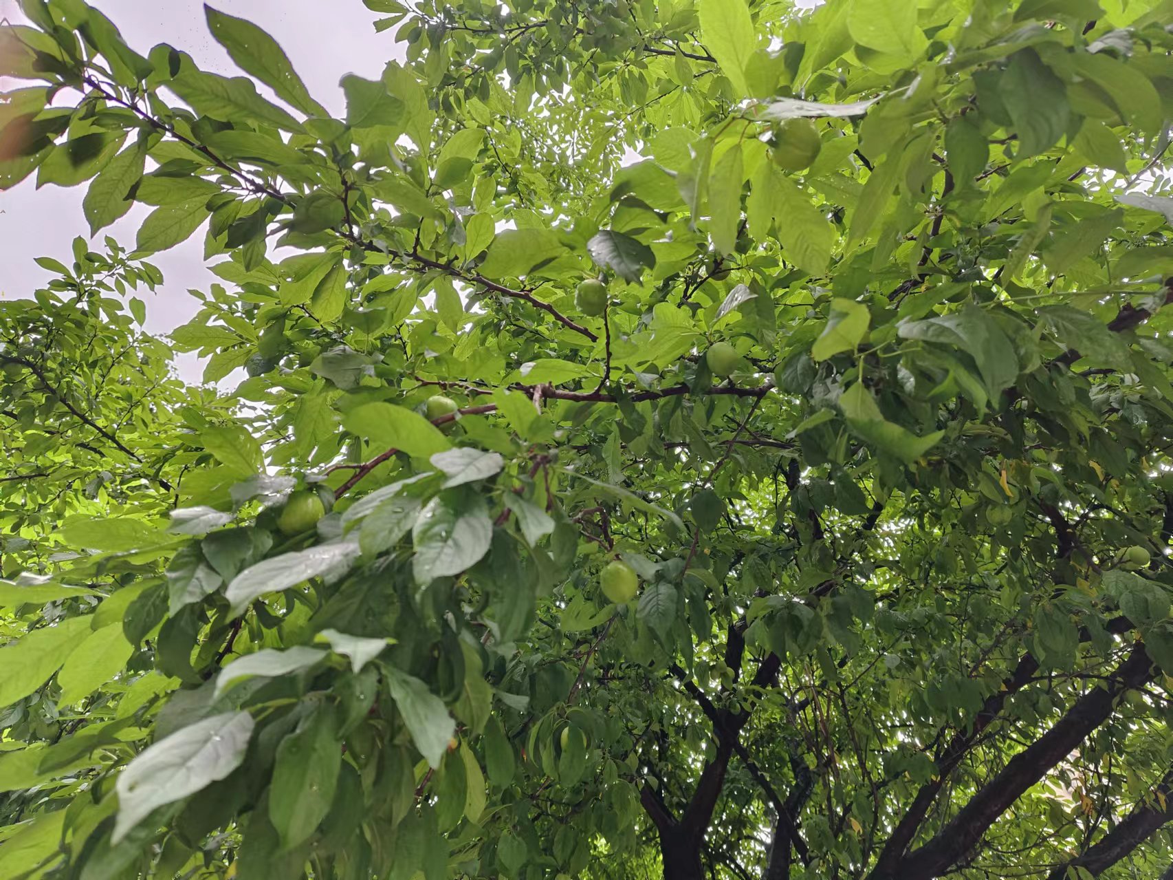 这是啥品种的李子