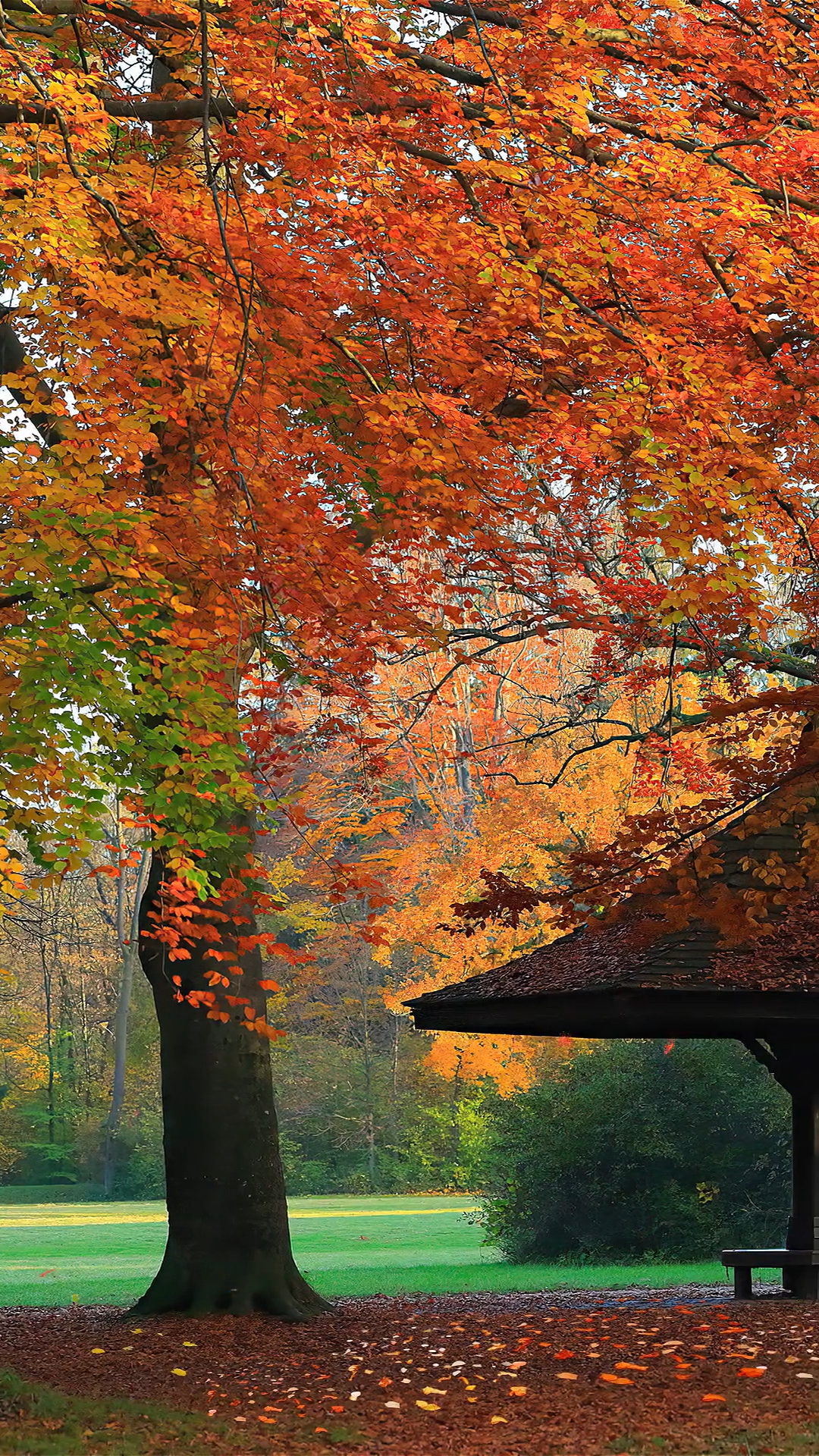 你是我生命中的秋天,我想向你表达我最深的情感.