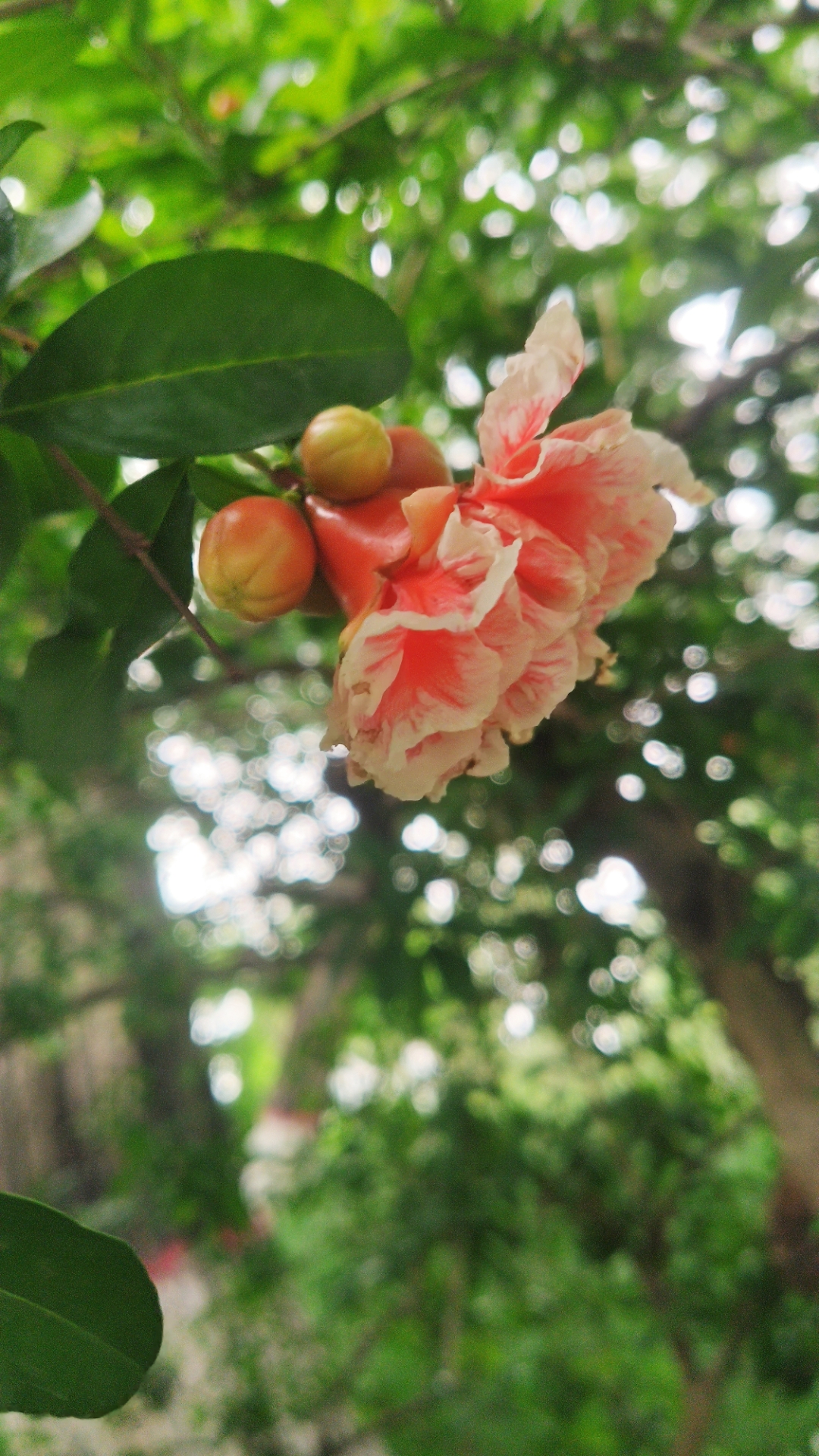 石榴花开[小红花]