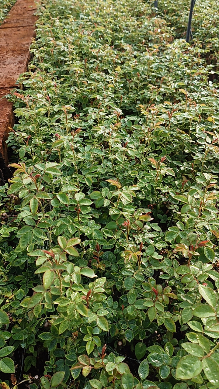 95食用玫瑰花小苗,金边玫瑰一万株走起,安排发01江苏,美丽乡村