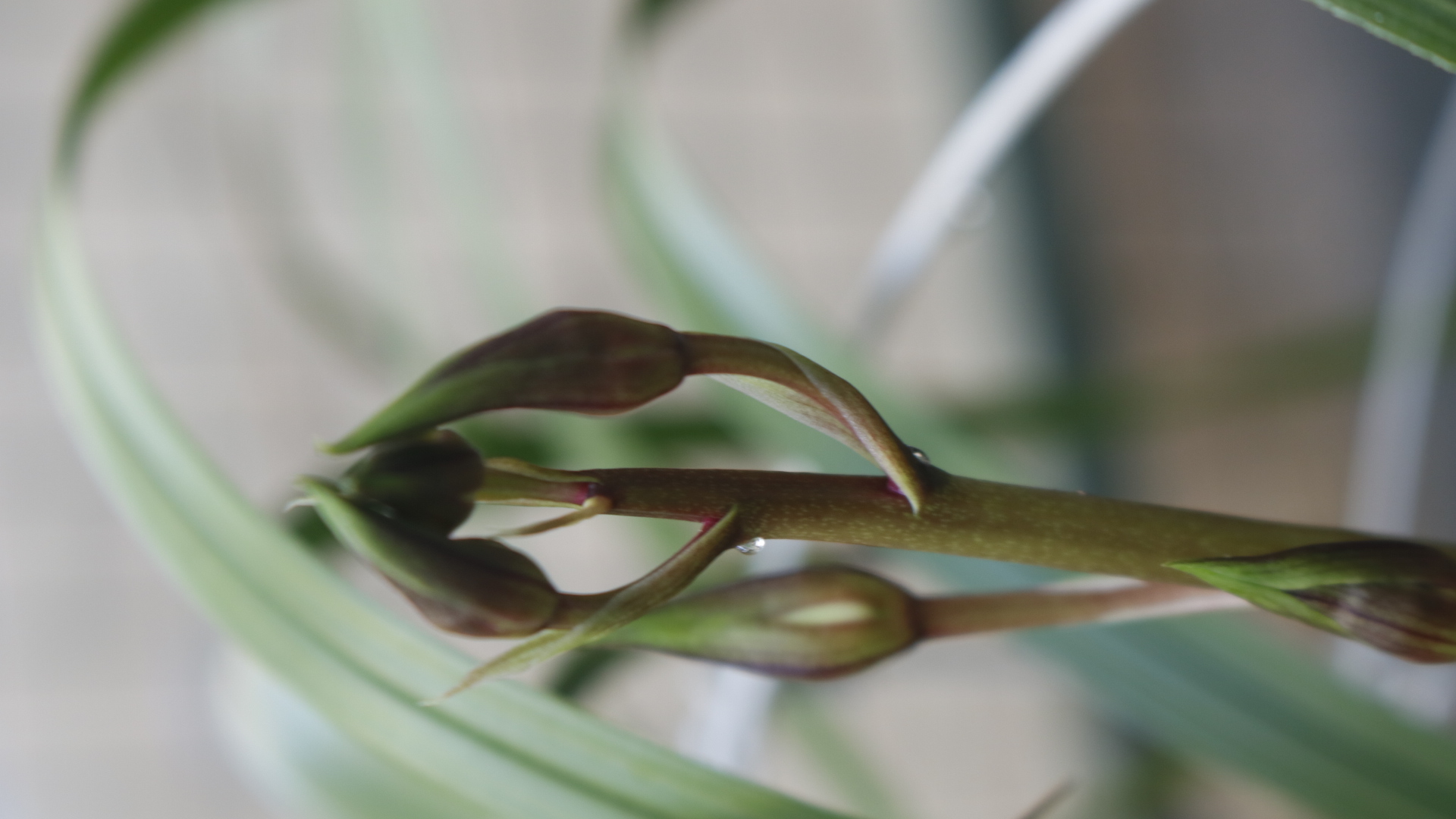 蕙兰都小排玲了,期待花开