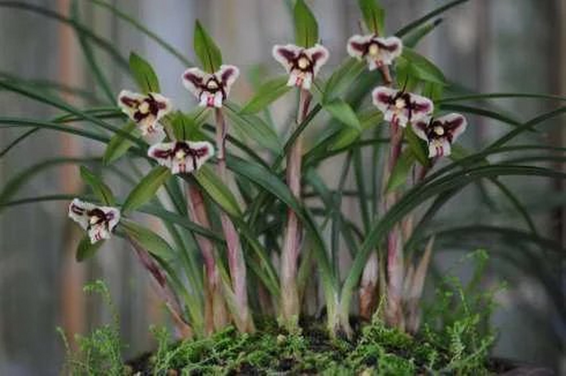 雅惠讲兰花 国兰花朵是雌雄同体,同大多数植物一样的.