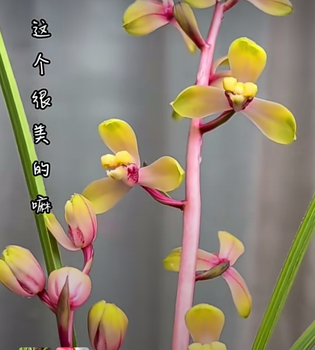 说什么蕙兰彩梅,活脱脱的就是程梅杂交草嘛#兰花