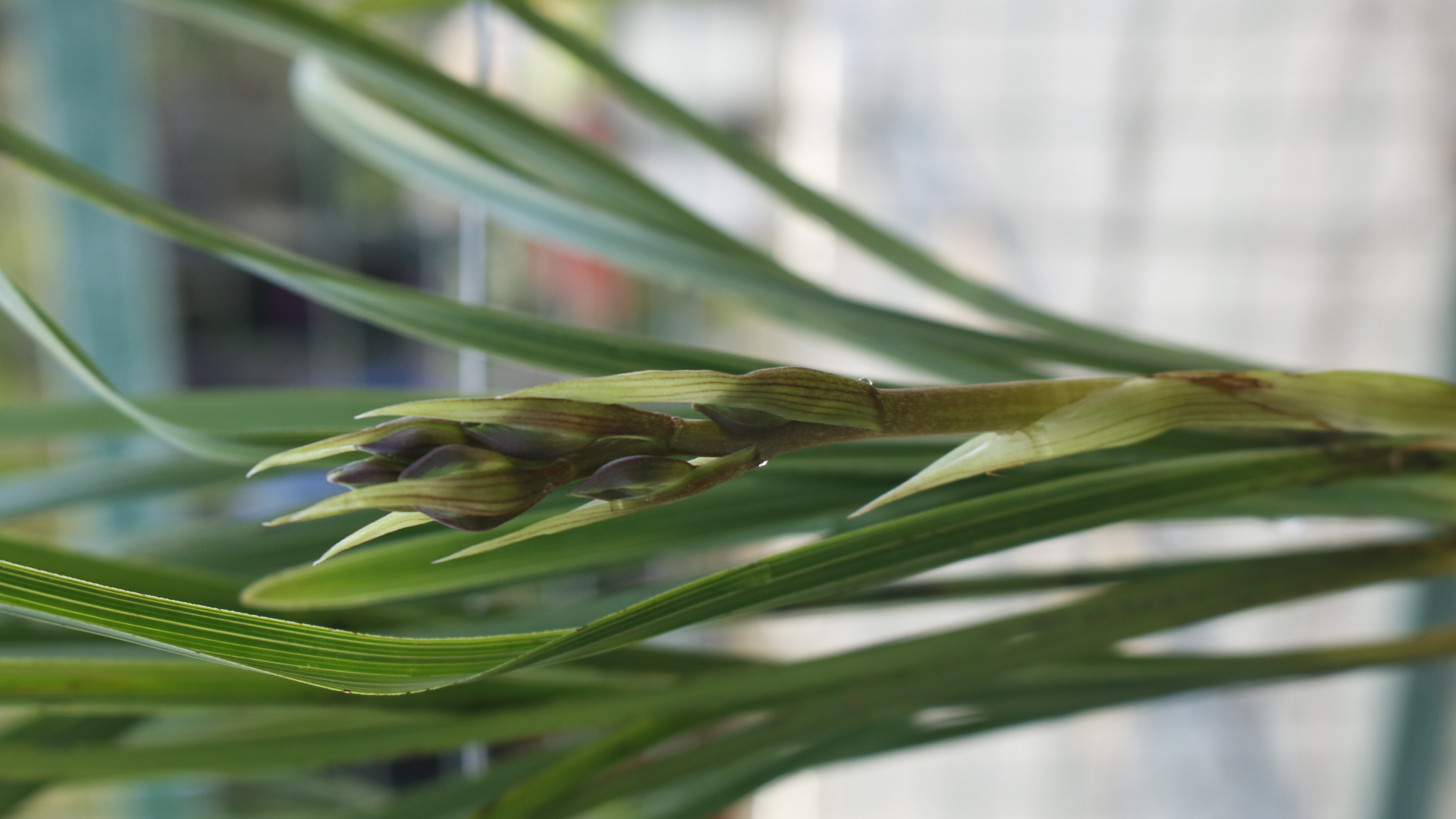 蕙兰都小排玲了,期待花开