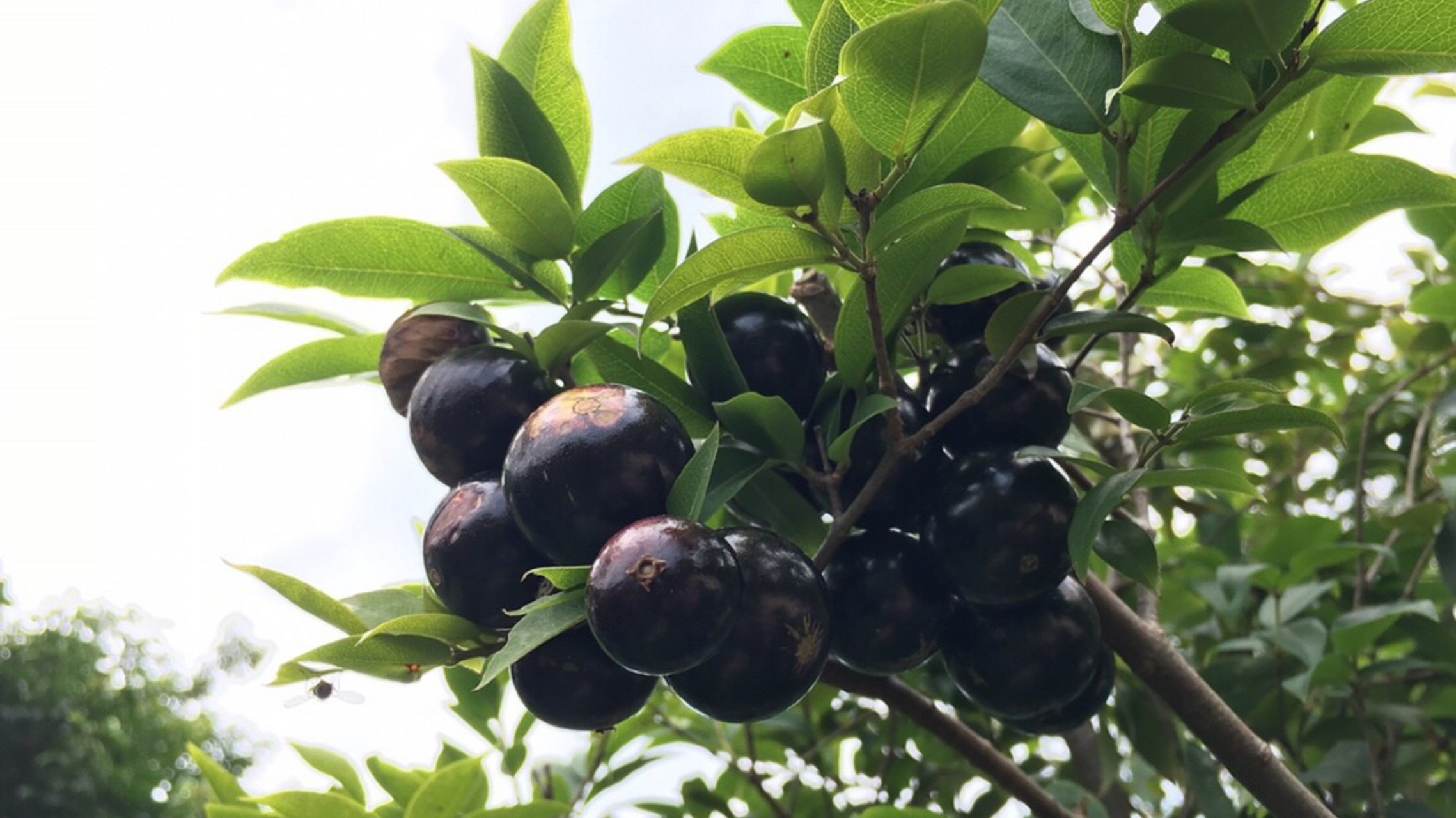 你知道第九张图种的是什么吗[抠鼻]