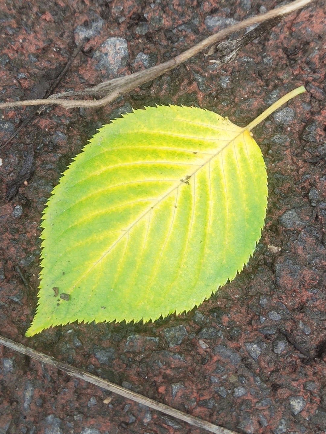 画山画水香不成 琢玉琢翠难妆菲 昨天的事 今天