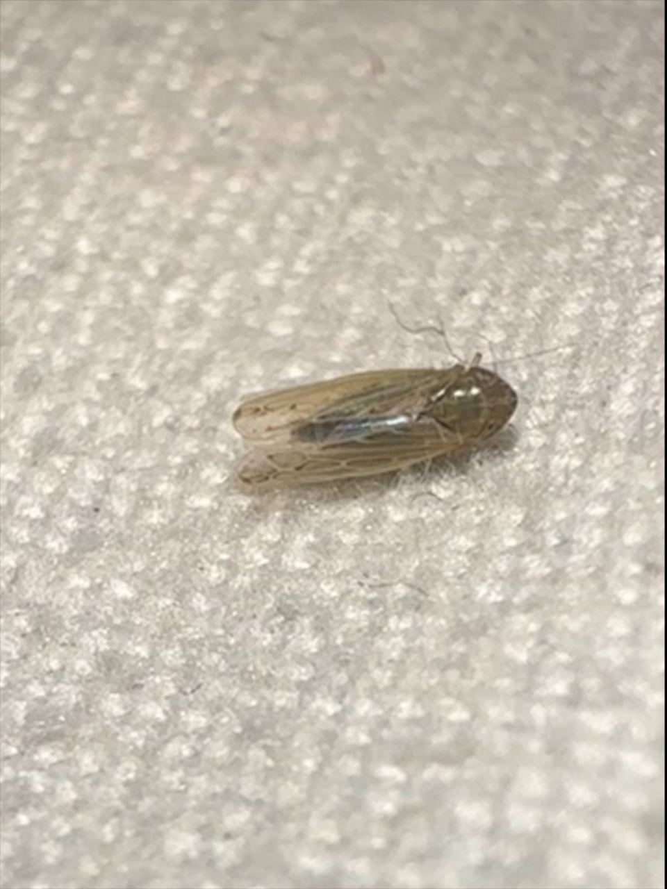 家人们 有认识这是什么虫子的吗?最近家里好多啊…刚才在床上飞了三个