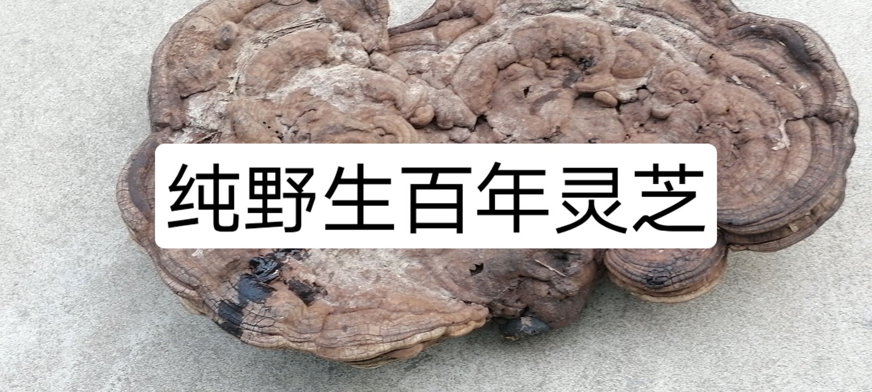 野生灵芝百年了,需要可以联系.