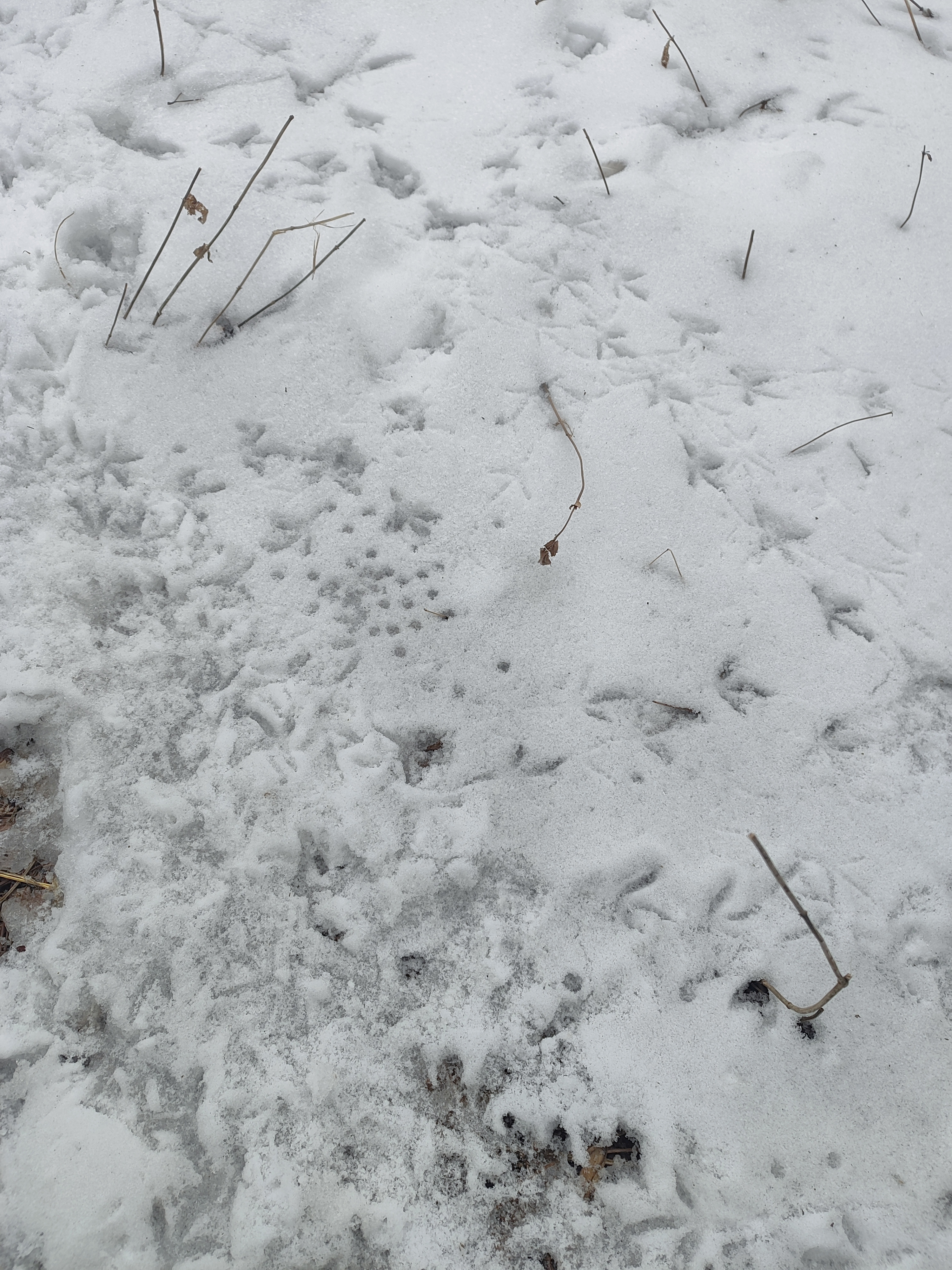 两个人雪地脚印图片图片