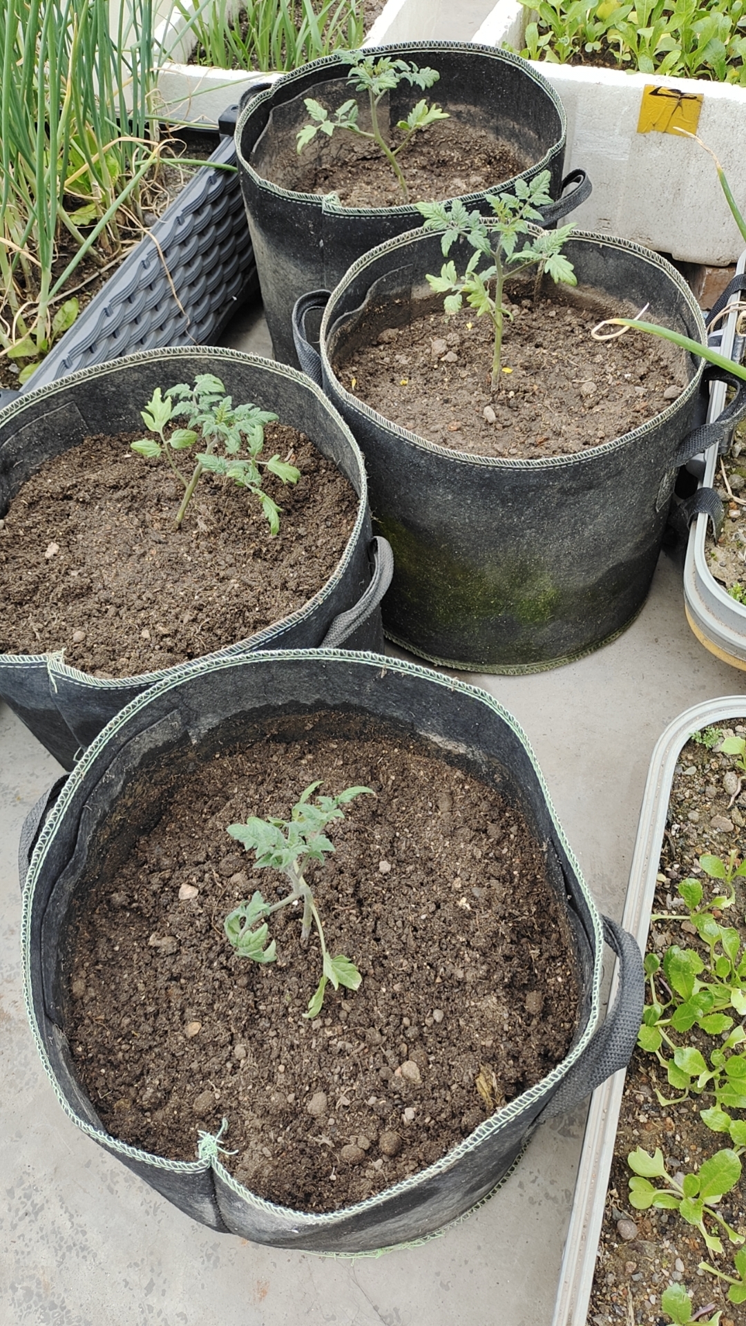 网上买的圣女果苗,叫圣安妮,听说口感好,也不知道对版不,去年种的春桃