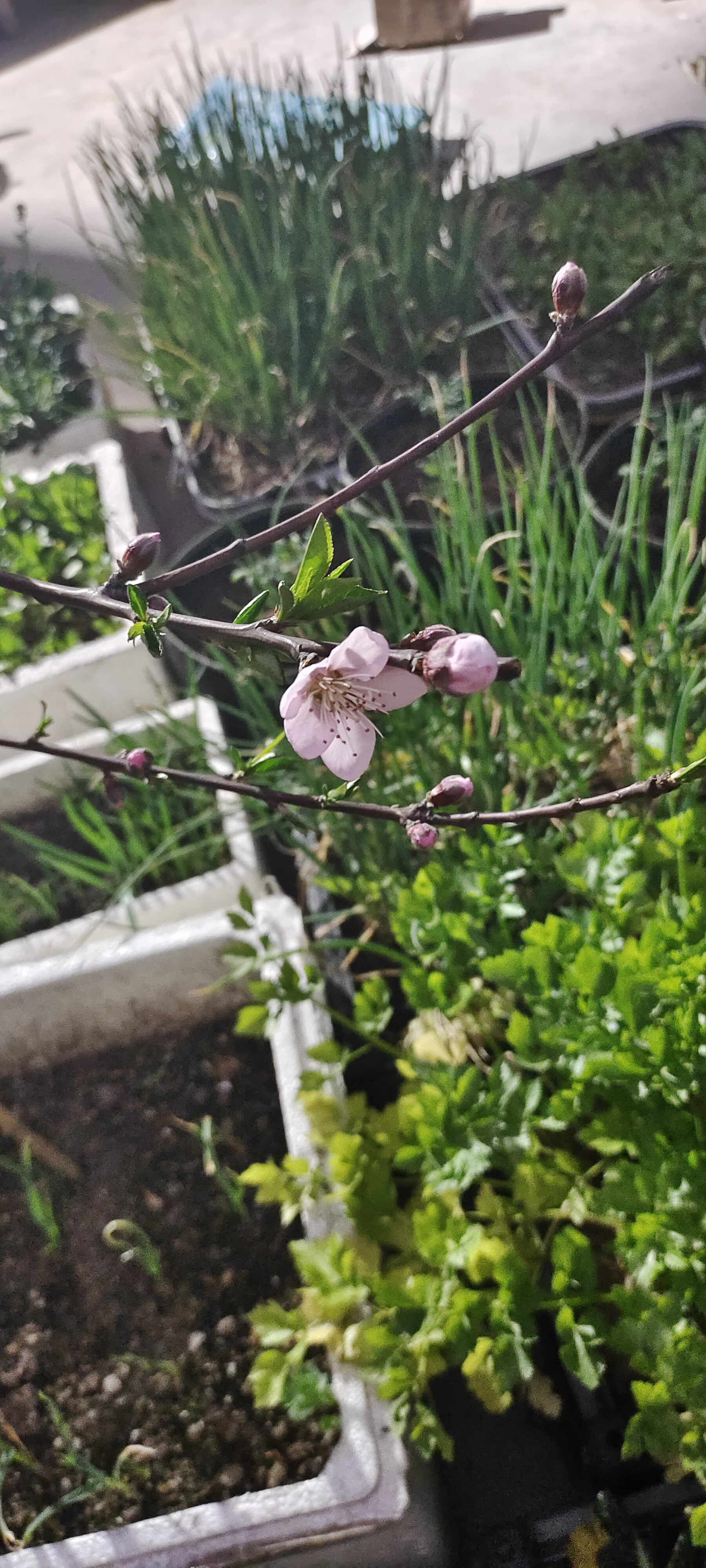 网上买的圣女果苗,叫圣安妮,听说口感好,也不知道对版不,去年种的春桃