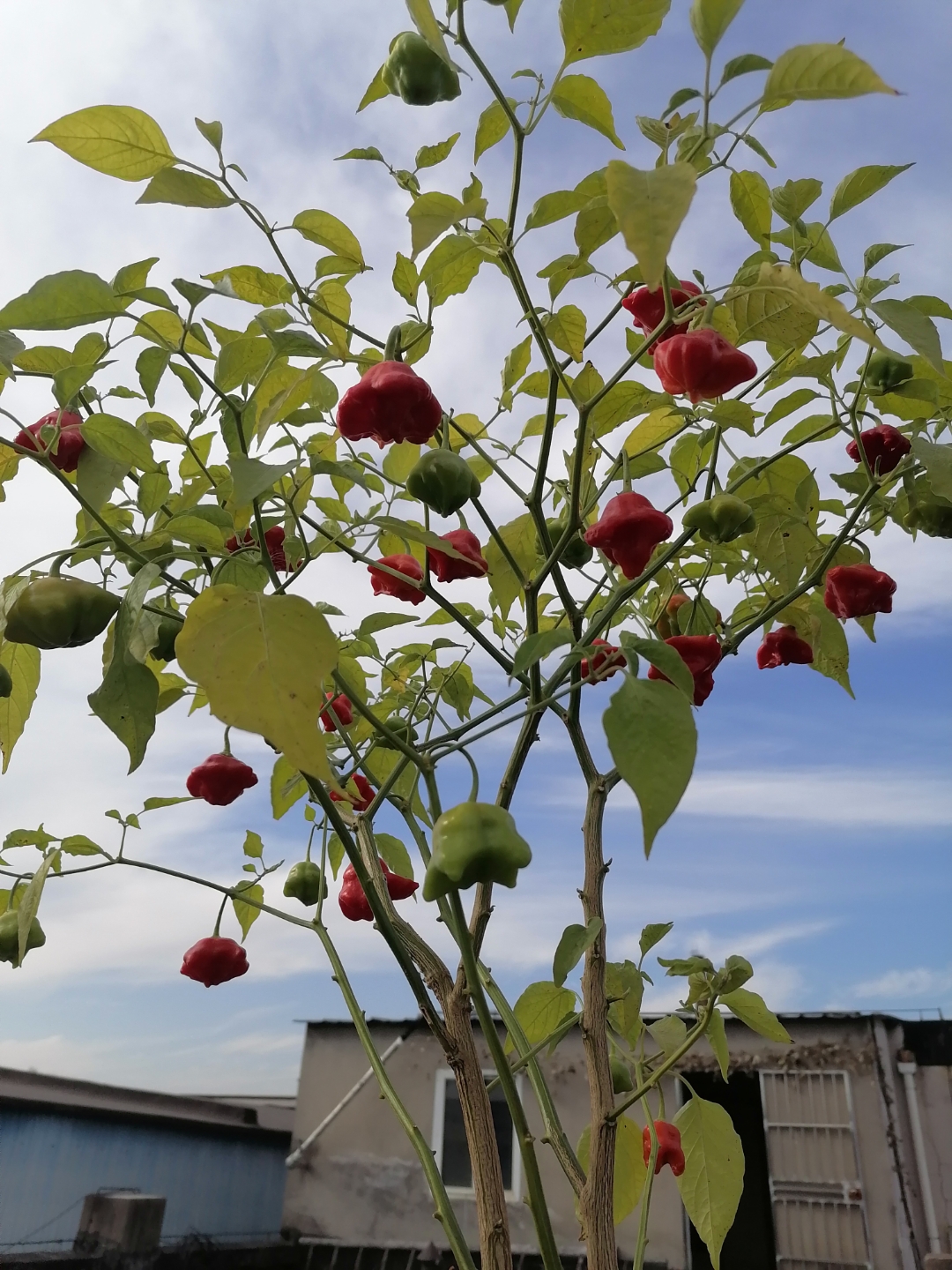 一个个类似风铃的小果果挂在枝头,美艳动人,你有没有见过呢?