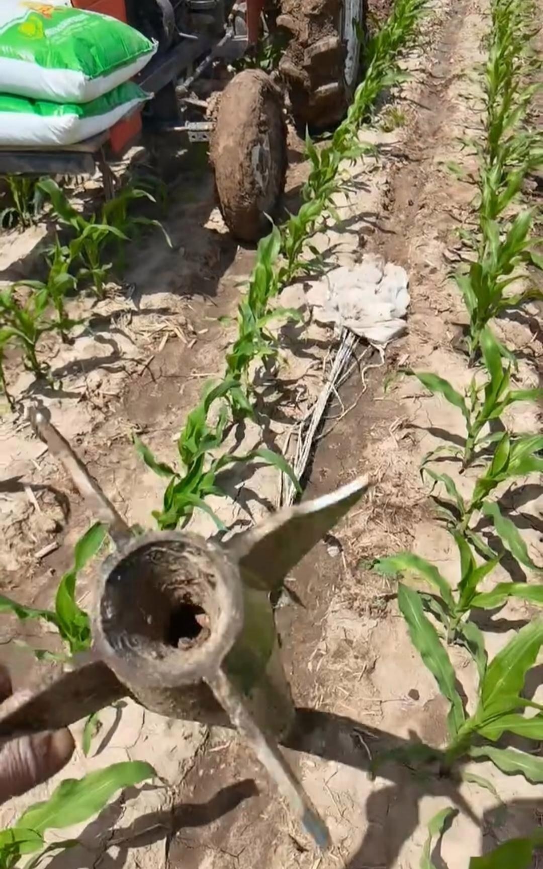 有一天,爷爷在给玉米地里施肥的时候,竟然发现了一个稀奇古怪的东西