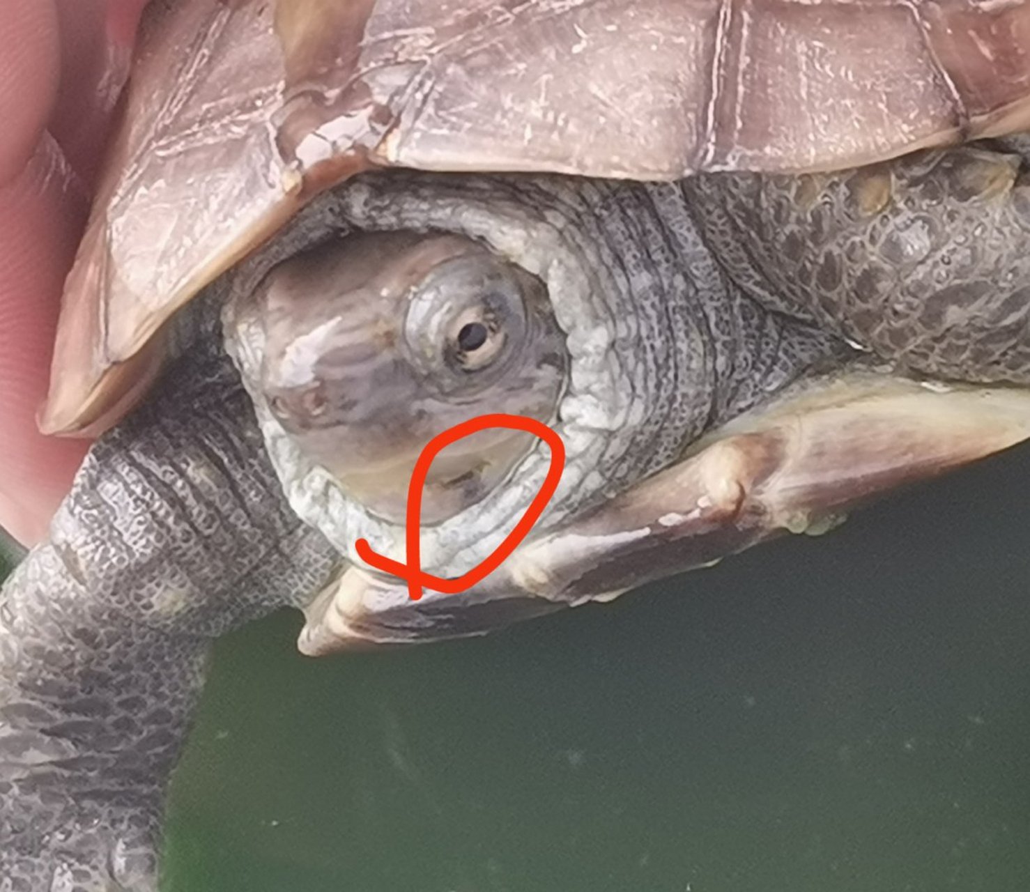 乌龟牙齿下面缺了一点有影响吗?#乌龟