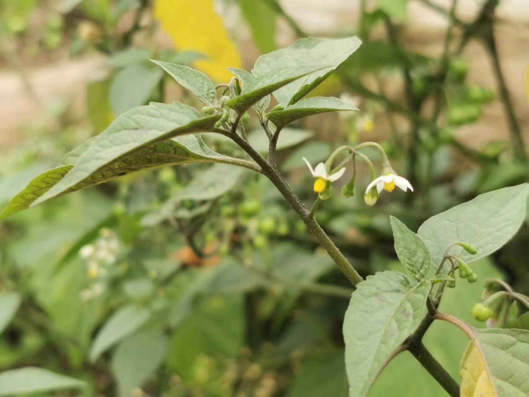 每天認識一種植物# #野菜# 來自廣西北流的白花菜,有人說它是世界上