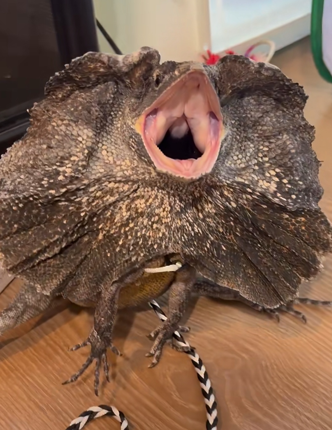 女朋友总是喜欢养一些奇怪的宠物,我有点接受不了还是分手吧!