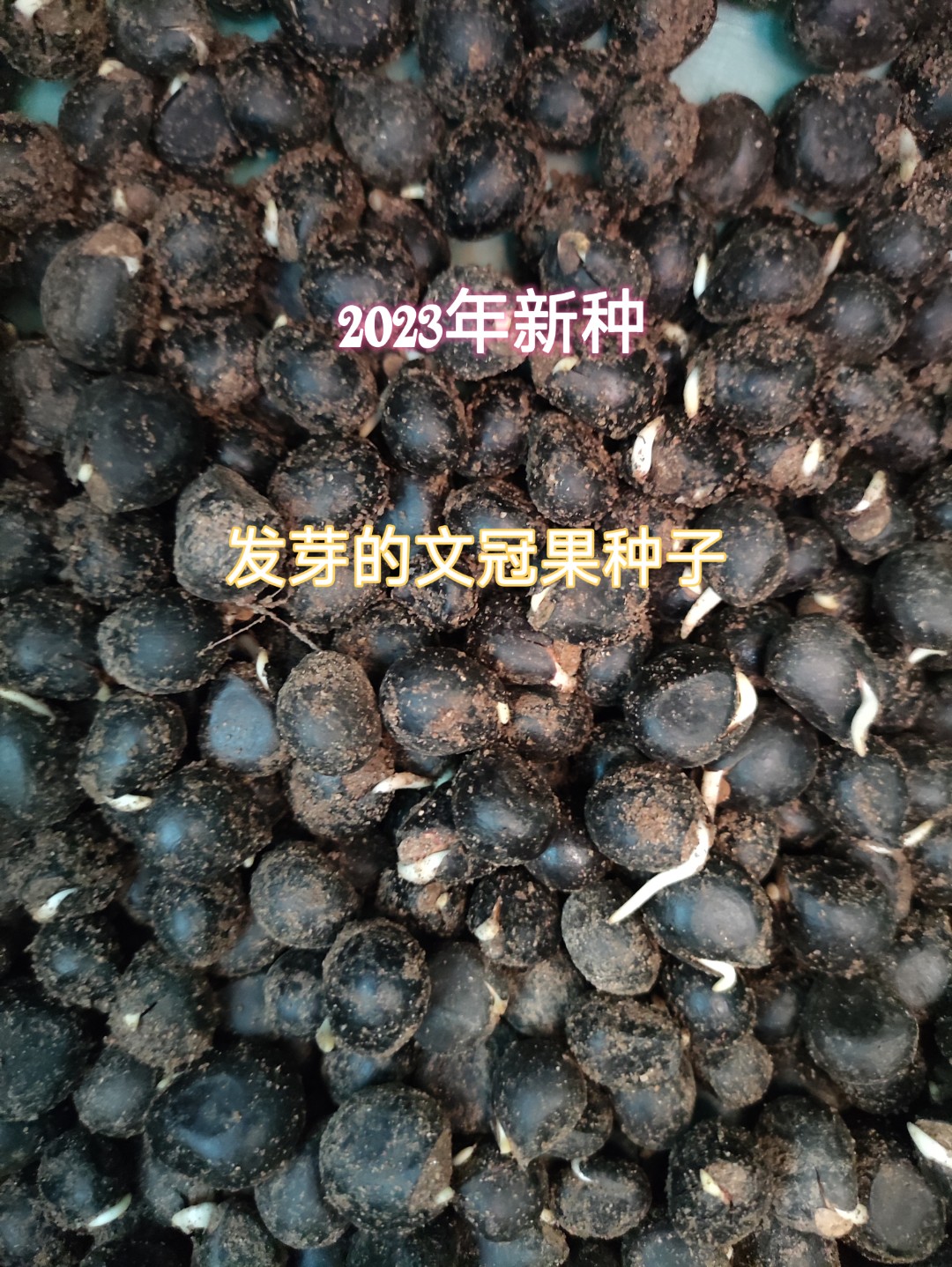 文冠果全身都是宝,它花期长达20多天,花色艳丽,观赏性极强,而且芽和