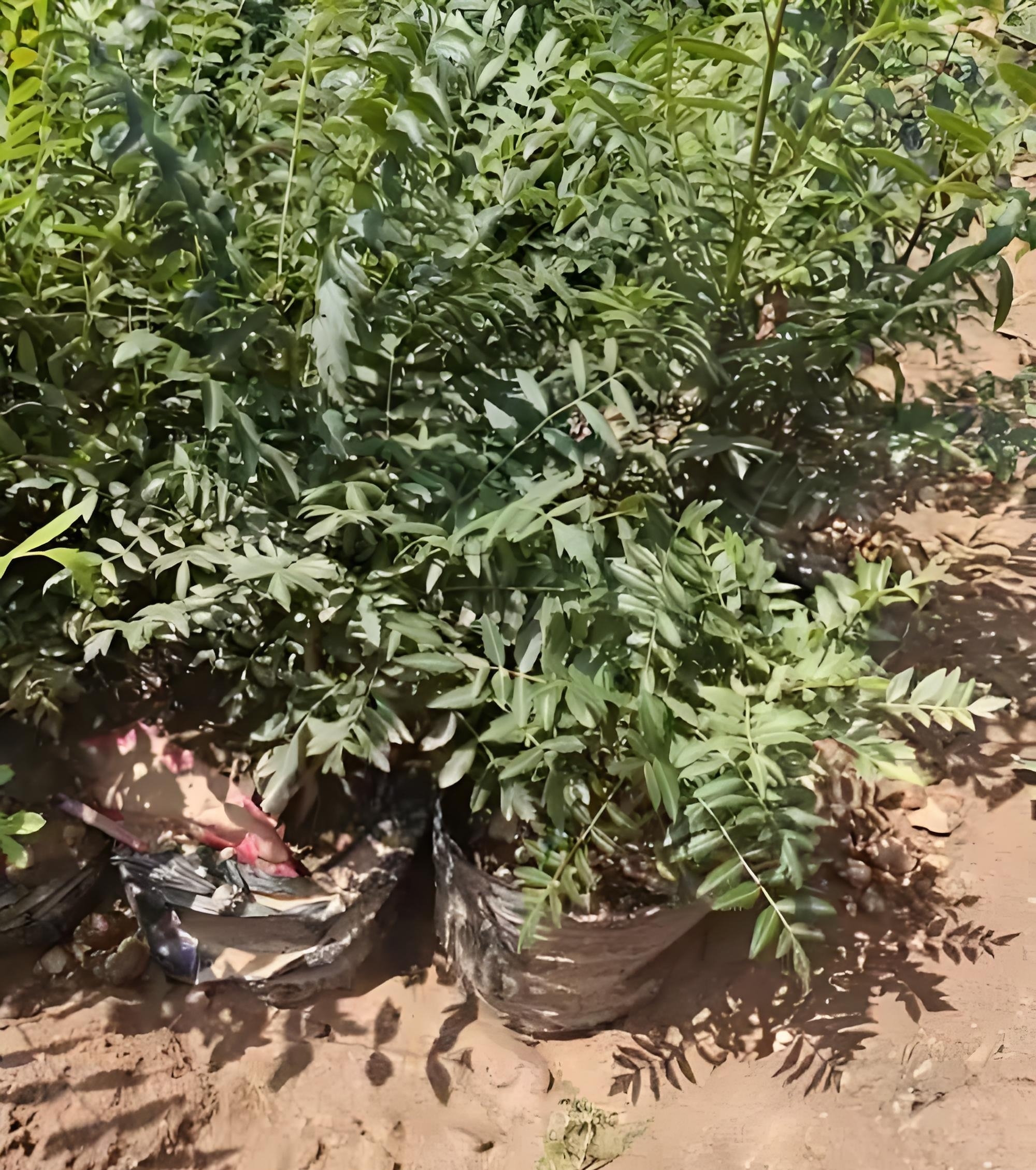 文冠果容器苗,移栽不伤根,不缓苗,根系发达苗木生长旺盛,当年可达到一