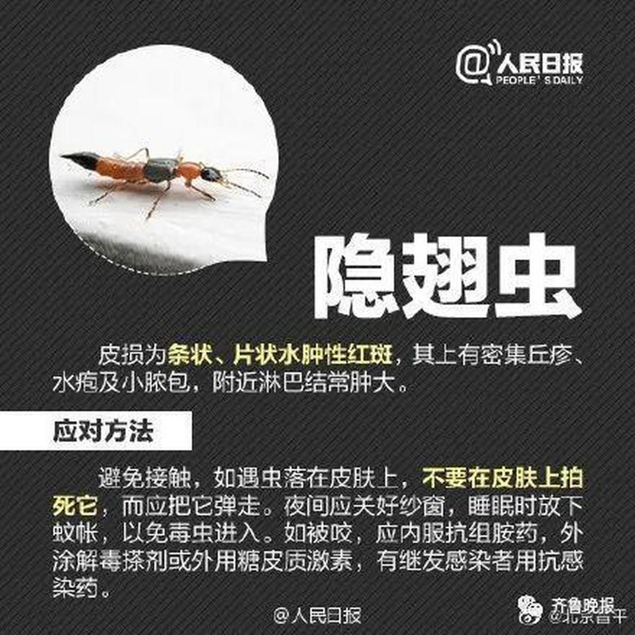 全身黑色的隐翅虫图片