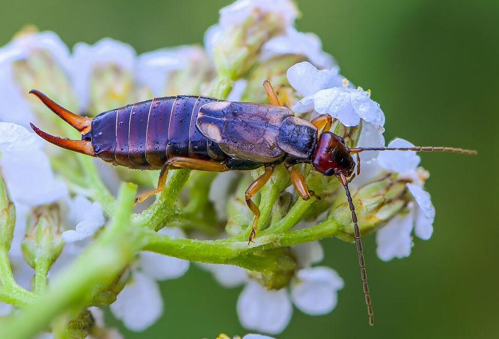 先找到剪刀虫蠼螋出现的位置,在它们出现的位置倒入开水,这样可以直接