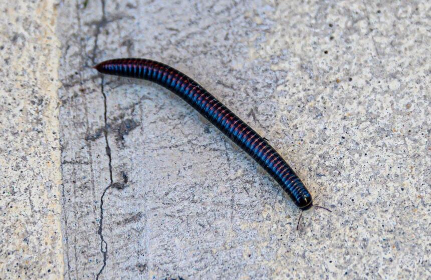 如果看到黑色身体细长,样子有些像蜈蚣的虫子,这种虫子不是蜈蚣,其实