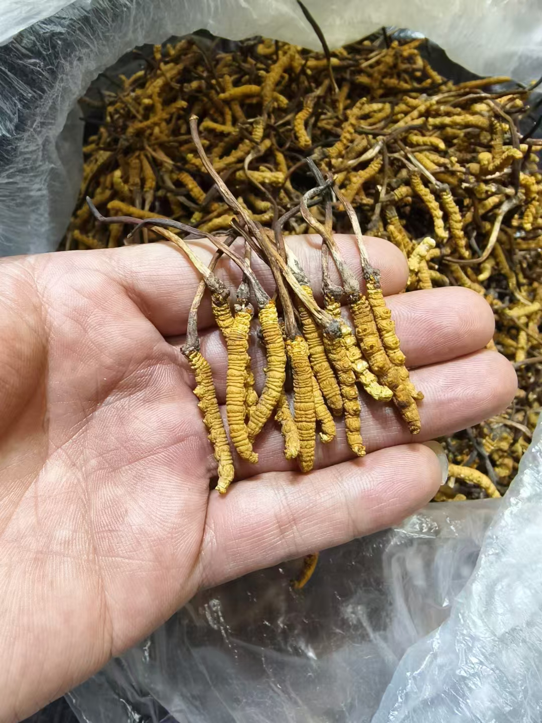 铁子们,马上过年了,货不多,一根28米,一盒100根,有喜欢的吗?