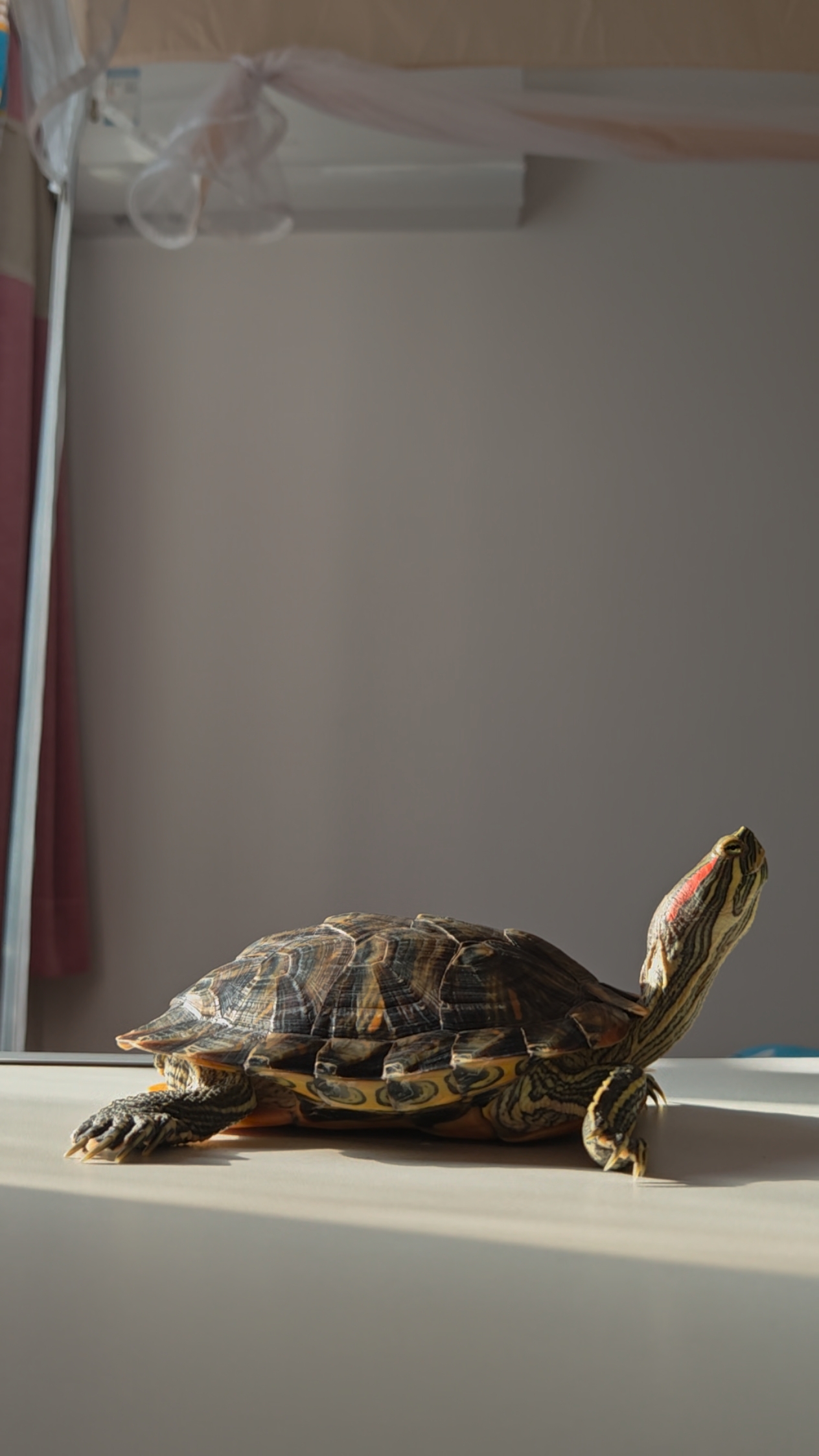 小蜗龟龟的写真秀,在阳光下晒背的龟龟,是一个骄傲的小家伙,最后一张