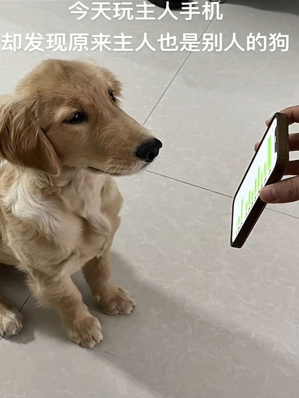 以后绝不能让狗子玩自己手机!